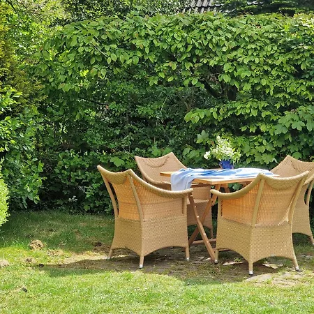 Strandflieder * Spiekeroog